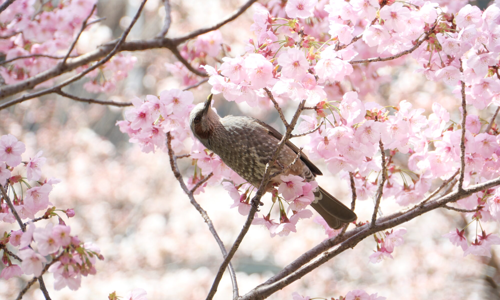 東京理科大学葛飾キャンパスの桜と鳥